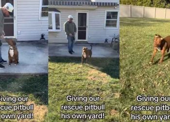 Rescue Dog Who Lived Behind Shelter Walls Can’t Contain Joy After Getting His Own Yard