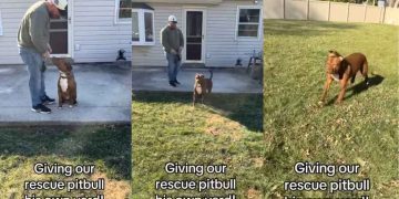 Rescue Dog Who Lived Behind Shelter Walls Can’t Contain Joy After Getting His Own Yard