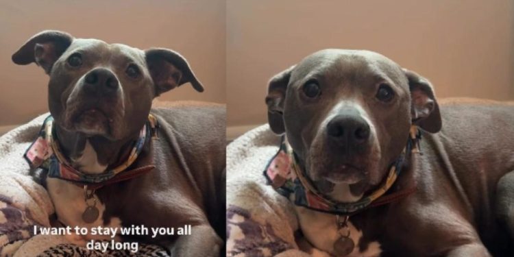 Rescue Dog Is All Ears for Her Owner’s Heartfelt Message