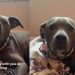 Rescue Dog Is All Ears for Her Owner’s Heartfelt Message