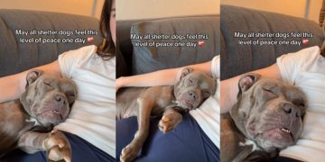 Shelter Dog Attains a New Level of Peace in Foster Care