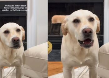 Labrador-Pitbull’s Post-Holiday Meltdown Has Pet Owners Cracking Up