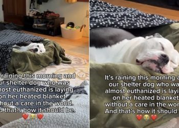 Shelter Dog Who Was Almost Euthanized Now Gets a Cozy Sleep
