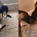 Dad & Daughter Dog Duo Once Separated Now Looking To Be Adopted Together