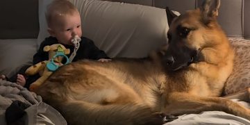 Dog & Little Boy Share the Sweetest Look Before Melting Into a Cuddle