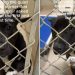 Shelter Dog Never Got a Chance to Be Seen, but Waits Patiently for a Home