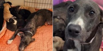 Mama Rescue Dog & Her Babies Finally Find Peace, Knowing They’re Not Running Out of Time