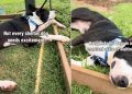 Shelter Dog’s Life Hasn’t Been Fair but a Break With Human Makes the Tough Days Easier