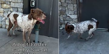 Rescue Dog ‘Depressed’ After Her Puppies Were Separated Now Awaits a Happy Ending