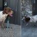 Rescue Dog ‘Depressed’ After Her Puppies Were Separated Now Awaits a Happy Ending