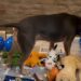 Adopted Dog Marks First Birthday Away From ‘Abusive Household’ & Shelter