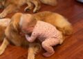 Toddler’s Morning Ritual With Golden Retrievers Involves Different Greetings
