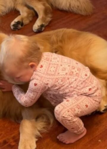 Toddler’s Morning Ritual With Golden Retrievers Involves Different Greetings