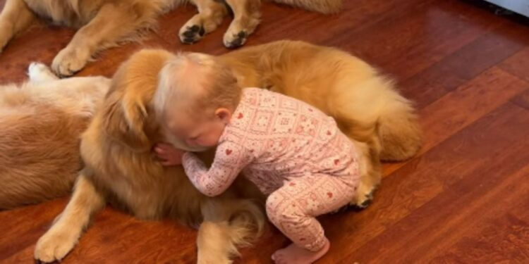 Toddler’s Morning Ritual With Golden Retrievers Involves Different Greetings