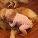 Toddler’s Morning Ritual With Golden Retrievers Involves Different Greetings