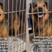 Human Notices Senior Shelter Dog Who Lost Everything, Learns the Heartbreaking Reason