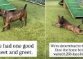 Shelter Dog Waiting for Over 1000 Days Still Faces an Uncertain Future