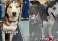 Shelter Dog’s Worst Fear Becomes a Reality After He Is Surrendered