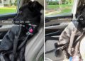 Human Takes Foster Dog on One Last Ride Together & It Turns Into the Hardest Goodbye