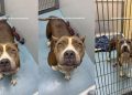 Surrendered Shelter Dog Risks Losing Out on Being Someone’s ‘Greatest Companion’
