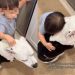 Big Dog Finds Comfort in Little Boy as He Hugs Her To Cope With Thunderstorm