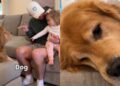 Human Comforts ‘Heartbroken’ Golden Retriever After Toddler Calls Him Dog