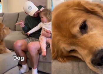Human Comforts ‘Heartbroken’ Golden Retriever After Toddler Calls Him Dog
