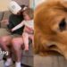 Human Comforts ‘Heartbroken’ Golden Retriever After Toddler Calls Him Dog