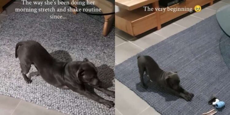 Human Realizes Dog’s Morning Ritual Hasn’t Changed Since She Came Home as a Puppy