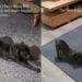 Human Realizes Dog’s Morning Ritual Hasn’t Changed Since She Came Home as a Puppy