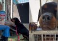 Abandoned Shelter Dog Has a Goodness That ‘Radiates From Behind Her Kennel Bars’