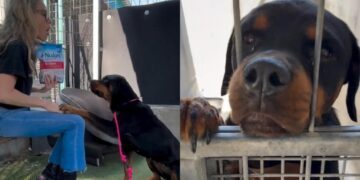 Abandoned Shelter Dog Has a Goodness That ‘Radiates From Behind Her Kennel Bars’