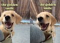 Golden Retriever Puppy Lets Out the Most Golden Retriever Smile You’ll Ever See