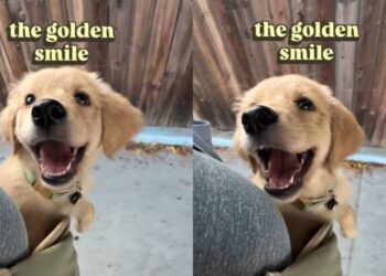 Golden Retriever Puppy Lets Out the Most Golden Retriever Smile You’ll Ever See
