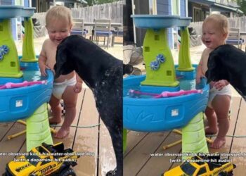 Dog Plays a Backyard Game With Toddler & Watches Him Laugh Like It’s Her Favorite Thing