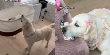 Golden Retriever Has Loved Little Girl Like Her Own Baby Since Day One & It Shows