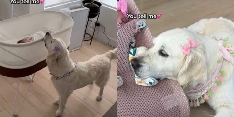 Golden Retriever Has Loved Little Girl Like Her Own Baby Since Day One & It Shows