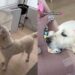 Golden Retriever Has Loved Little Girl Like Her Own Baby Since Day One & It Shows