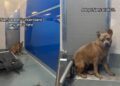 Human Finds Shelter Dog Trembling, Cooped up at the Back of Her Kennel