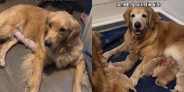 Mama Golden Retriever Gives Her All to Babies & Her Family Ensures She Gets a Break Too