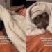 Rescue Dog Who Once Slept Outside Leaves Cold Nights Behind When Human Warmly Tucks Him In