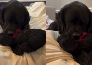 Dog’s Bond With Her ‘Baby’ Is So Special, Human Knows Nothing Can Break It