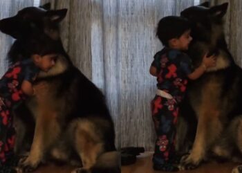 Toddler Wraps His Arms Around Big Dog To Greet Him With the Sweetest Morning Hugs