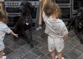 Toddler Walks up to Big Dog With a Treat, Then Adorably Has Her Do Tricks & She Listens