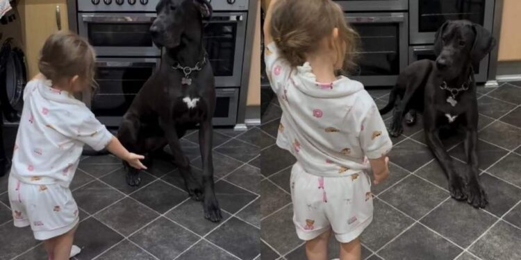 Toddler Walks up to Big Dog With a Treat, Then Adorably Has Her Do Tricks & She Listens
