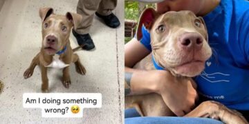 Shelter Dog Returned Thrice for Having ‘Too Much Energy’ Wonders if It’s His Fault