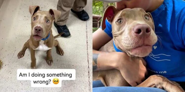 Shelter Dog Returned Thrice for Having ‘Too Much Energy’ Wonders if It’s His Fault