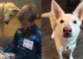 Little Boy’s Journey With Rescue Dog Began at the Shelter & the Rest Was History