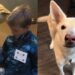Little Boy’s Journey With Rescue Dog Began at the Shelter & the Rest Was History