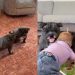 Dog Can’t Get Enough of His New Twin Toy & Wants Little Girl To Join the Fun